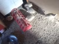 Quails — Foto 2