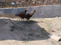Ajam cemani — fotografija 8