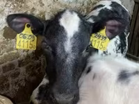 Vache, Race Holstein — photo 5