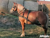 घोड़ी, Haflinger — फ़ोटो 2