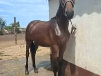 Cavalo, Nonius horse — foto 1