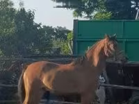Madyan, Arabian horse — foto 1