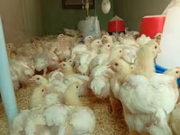 Chickens — zdjęcie 3