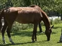 Koń, Hungarian horse breed — zdjęcie 1