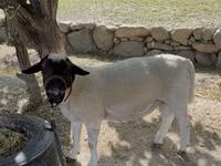 Qoç, Dorper sheep — foto 1