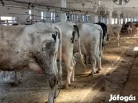Krava, Russian Black pied cattle — fotografija 2