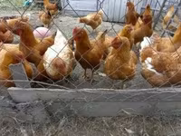 Chickens — الصورة 1