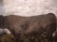 Bulle, Charolais cattle — Foto 1