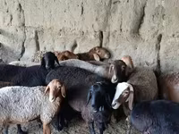 Qoyunlar (partiya, cinsi göstərilməyib), Qoyunlar — foto 3