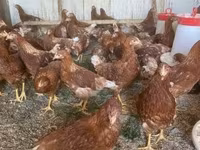 Chickens — fotografija 1