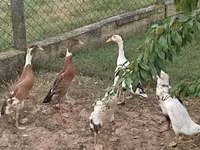 Ducks — photo 1