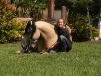 Horse (M), Horses — photo 8