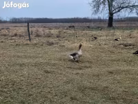 Geese — fotografija 4