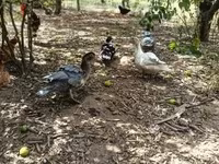 Ducks — zdjęcie 3