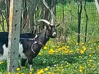 Goat, Goats — photo 3