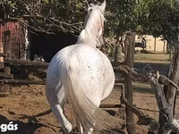 Yegua, Lipizzaner — foto 2