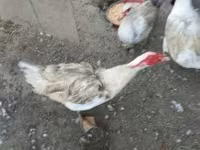 Ducks — الصورة 1