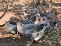 Geese — الصورة 5