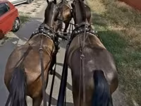 Caballo, Hungarian horse breed — foto 2