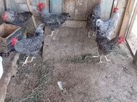 Slovenian Barred Hen — photo 7