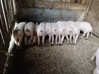 猪（批次，未指定性别）, Pigs — 照片 1