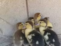 Ducks — Foto 5