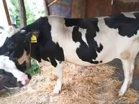 公牛, Russian Black pied cattle — 照片 3