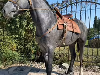 Pastuv, Hanoverian — fotografija 1