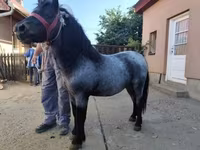 Koń, Konie — zdjęcie 1