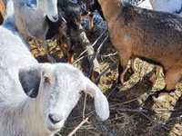 Koza, Alpine goat — zdjęcie 8