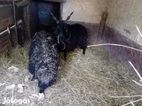 Schaf, Racka sheep — Foto 2