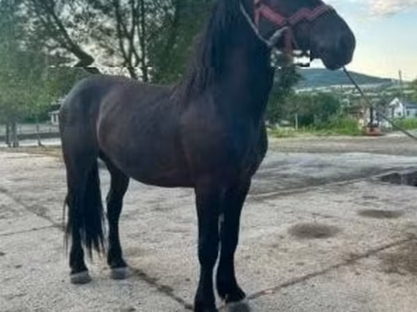 Horse (M), Horses