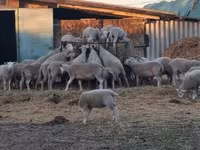 Oveja, Ovejas — foto 1