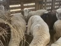 भेड़, Blackheaded Persian sheep — फ़ोटो 5