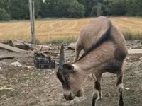 تيس, Alpine goat — الصورة 6