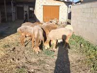 Ovca, Hissar sheep — fotografija 4