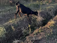 عنزة, Nubian Goat — الصورة 2