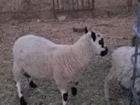 Ram, Cerry Hill sheep — photo 7