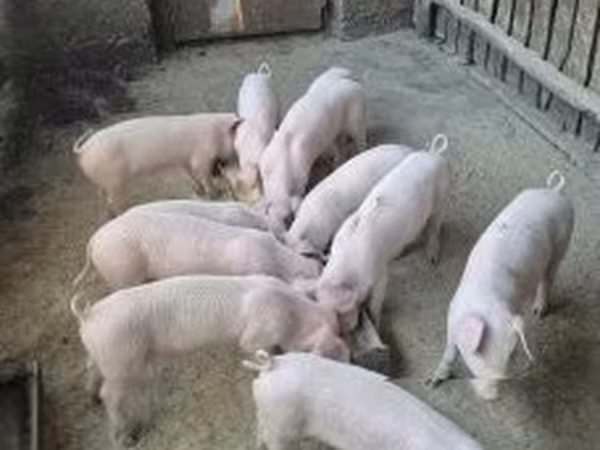 Schweine (Partie, Geschlecht nicht angegeben), Крупная белая