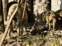 Ovan, Merinoland sheep — fotografija 6