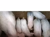 母猪, Крупная белая — 照片 3