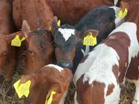 Bik, Simmental cattle — fotografija 4