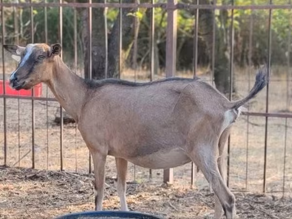 Коза, Alpine goat