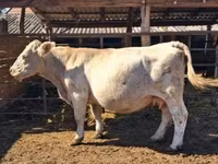 Kuh, Charolais cattle — Foto 2