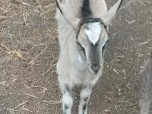 Козёл, Козлы