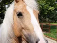 Stute, Hungarian horse breed — Foto 1
