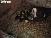 Ducks — الصورة 4