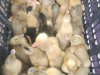 Ducks — fotografija 2