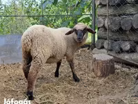 Schaf, White Suffolk sheep — Foto 1