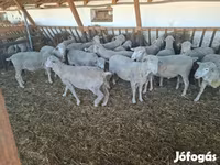 Widder, Merino sheep — Foto 1